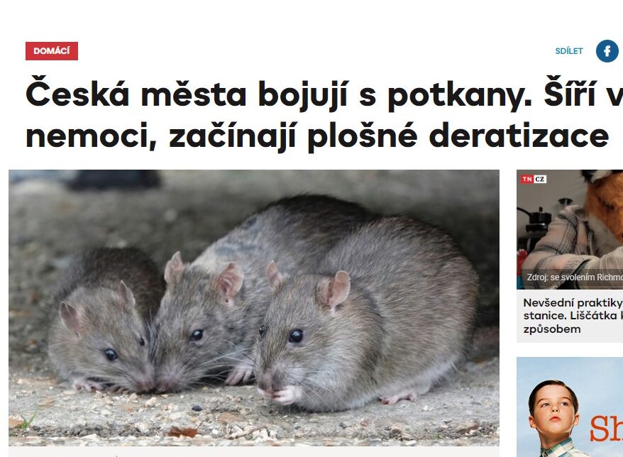 TN.cz: Česká města bojují s potkany. Šíří vážné nemoci, začínají plošné deratizace
